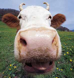 vache